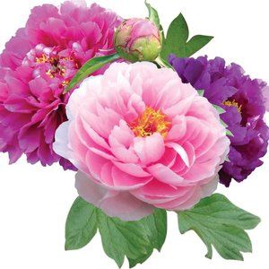 Meet your Posher, Jane